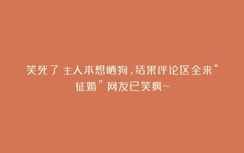 笑死了！主人本想晒狗，结果评论区全来“征婚”！网友已笑疯~
