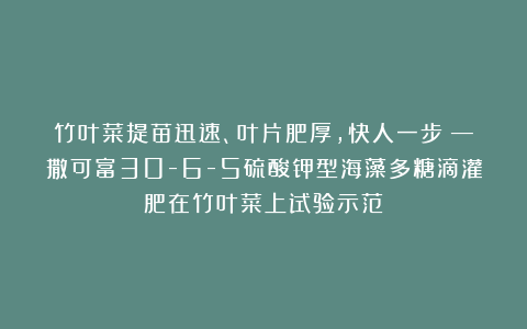 竹叶菜提苗迅速、叶片肥厚，快人一步！—撒可富30-6-5硫酸钾型海藻多糖滴灌肥在竹叶菜上试验示范