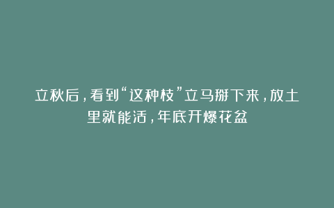 立秋后，看到“这种枝”立马掰下来，放土里就能活，年底开爆花盆