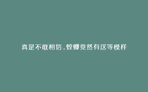 真是不敢相信，螳螂竟然有这等模样