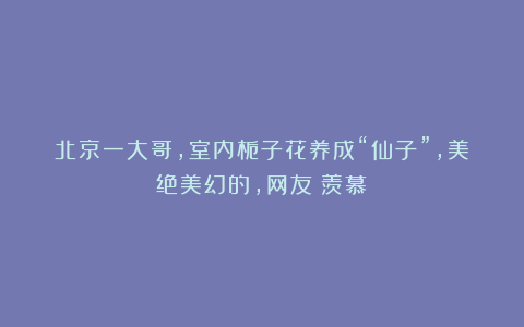 北京一大哥，室内栀子花养成“仙子”，美绝美幻的，网友：羡慕！