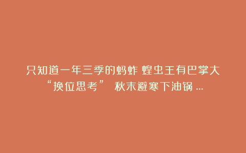 只知道一年三季的蚂蚱（蝗虫王有巴掌大！）“换位思考” ：秋末避寒下油锅？…
