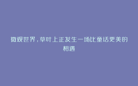 微观世界，草叶上正发生一场比童话更美的相遇