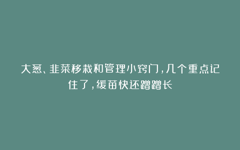 大葱、韭菜移栽和管理小窍门，几个重点记住了，缓苗快还蹭蹭长