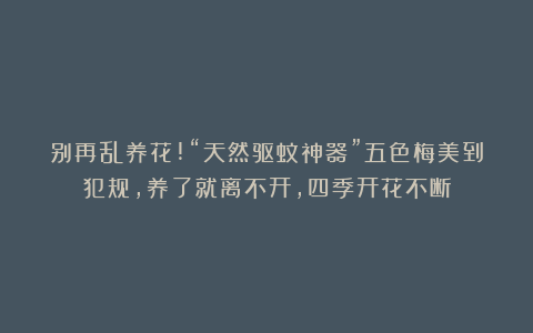 别再乱养花!“天然驱蚊神器”五色梅美到犯规,养了就离不开，四季开花不断