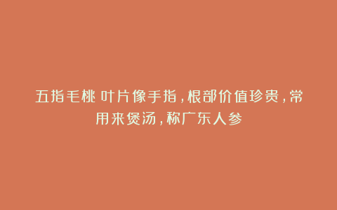 五指毛桃｜叶片像手指，根部价值珍贵，常用来煲汤，称广东人参