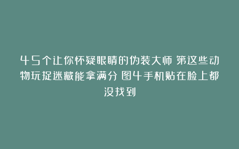 45个让你怀疑眼睛的伪装大师！第这些动物玩捉迷藏能拿满分！图4手机贴在脸上都没找到