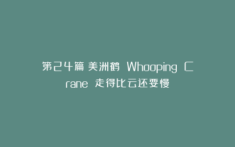 第24篇：美洲鹤 Whooping Crane 走得比云还要慢