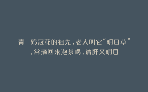 青葙 鸡冠花的祖先，老人叫它“明目草”，常摘回来泡茶喝，清肝又明目