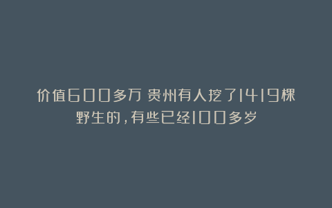 价值600多万！贵州有人挖了1419棵野生的，有些已经100多岁