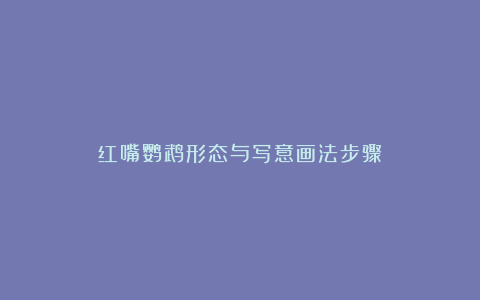 红嘴鹦鹉形态与写意画法步骤