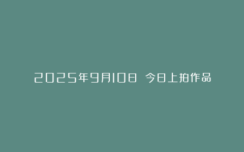 2025年9月10日 今日上拍作品
