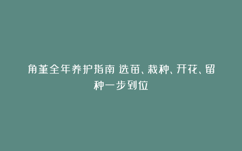 角堇全年养护指南：选苗、栽种、开花、留种一步到位