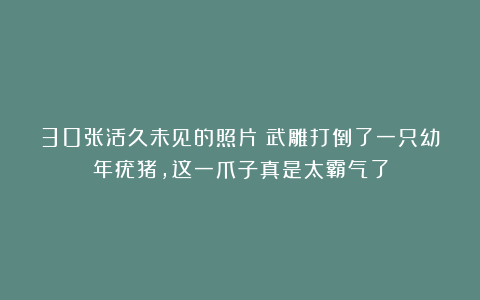 30张活久未见的照片：武雕打倒了一只幼年疣猪，这一爪子真是太霸气了