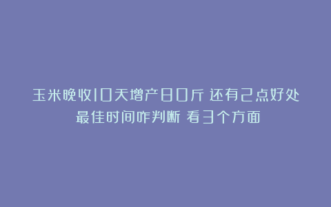 玉米晚收10天增产80斤？还有2点好处！最佳时间咋判断？看3个方面