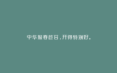中华报春苣苔，开得特别好。