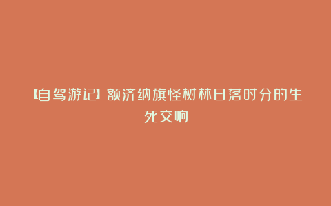【自驾游记】额济纳旗怪树林日落时分的生死交响