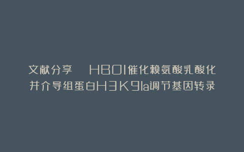 文献分享 | HBO1催化赖氨酸乳酸化并介导组蛋白H3K9la调节基因转录