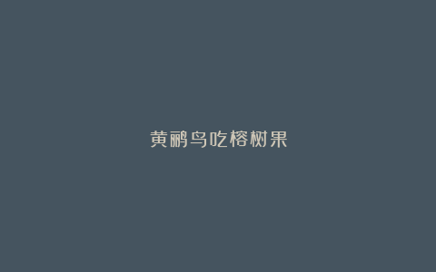 黄鹂鸟吃榕树果