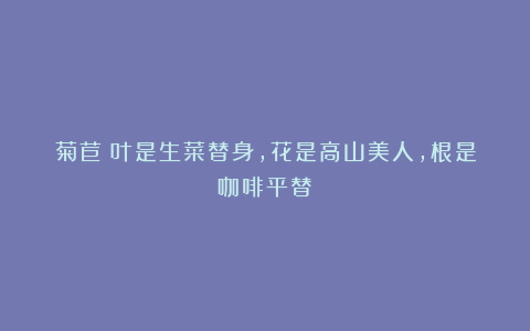 菊苣：叶是生菜替身，花是高山美人，根是咖啡平替