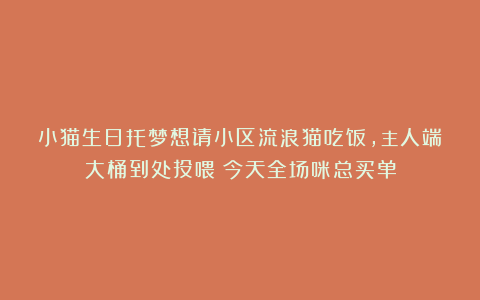 小猫生日托梦想请小区流浪猫吃饭,主人端大桶到处投喂:今天全场咪总买单