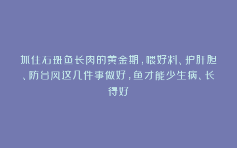 抓住石斑鱼长肉的黄金期，喂好料、护肝胆、防台风这几件事做好，鱼才能少生病、长得好