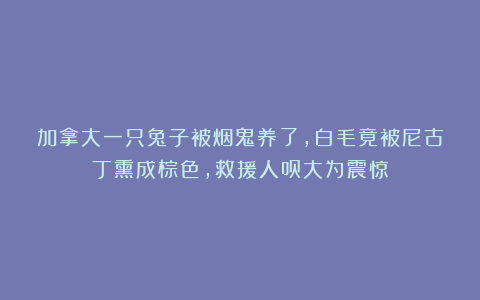 加拿大一只兔子被烟鬼养了，白毛竟被尼古丁熏成棕色，救援人员大为震惊
