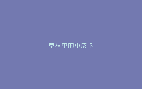 草丛中的小皮卡