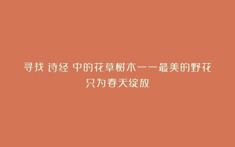 寻找《诗经》中的花草树木一一最美的野花只为春天绽放