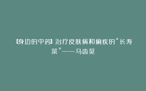 【身边的中药】治疗皮肤病和痢疾的“长寿菜”——马齿苋