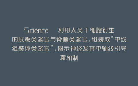 Science | 利用人类干细胞衍生的底板类器官与脊髓类器官，组装成“中线组装体类器官”，揭示神经发育中轴线引导新机制