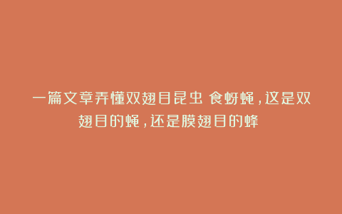 一篇文章弄懂双翅目昆虫（食蚜蝇,这是双翅目的蝇，还是膜翅目的蜂？）