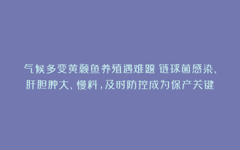 气候多变黄颡鱼养殖遇难题:链球菌感染、肝胆肿大、慢料,及时防控成为保产关键!