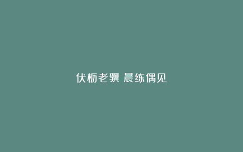 伏枥老骥｜晨练偶见