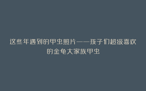 这些年遇到的甲虫照片——孩子们超级喜欢的金龟大家族甲虫