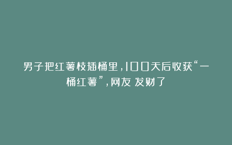 男子把红薯枝插桶里，100天后收获“一桶红薯”，网友：发财了！
