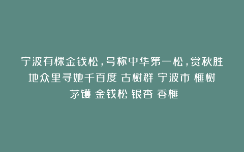 宁波有棵金钱松，号称中华第一松，赏秋胜地众里寻她千百度|古树群|宁波市|榧树|茅镬|金钱松|银杏|香榧