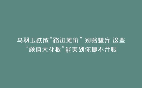 乌羽玉跌成“路边摊价”？别瞎嫌弃！这些“颜值天花板”能美到你挪不开眼
