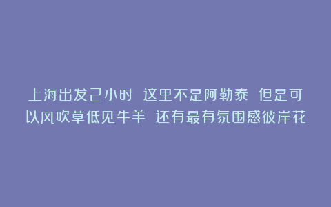 上海出发2小时 这里不是阿勒泰 但是可以风吹草低见牛羊 还有最有氛围感彼岸花