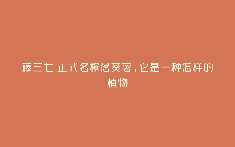 藤三七：正式名称落葵薯，它是一种怎样的植物