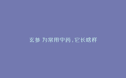 玄参：为常用中药，它长啥样