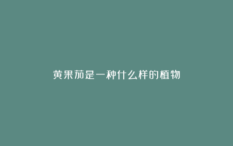 黄果茄是一种什么样的植物