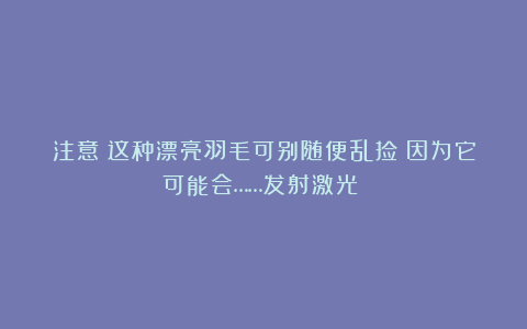 注意！这种漂亮羽毛可别随便乱捡！因为它可能会……发射激光？！