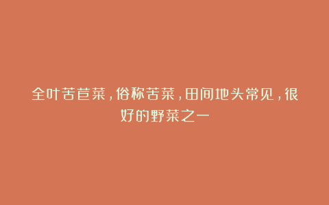 全叶苦苣菜,俗称苦菜,田间地头常见,很好的野菜之一