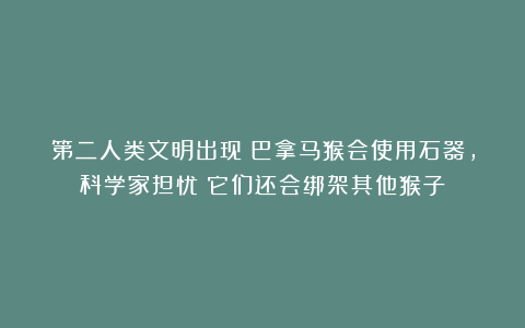 第二人类文明出现？巴拿马猴会使用石器，科学家担忧：它们还会绑架其他猴子！