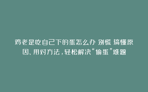 鸡老是吃自己下的蛋怎么办？别慌！搞懂原因、用对方法，轻松解决“偷蛋”难题