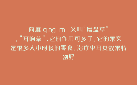 苘麻（qǐng má）：又叫“磨盘草”、“耳响草”，它的作用可多了，它的果实是很多人小时候的零食，治疗中耳炎效果特别好
