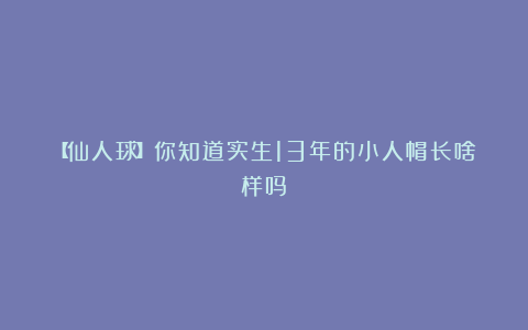 【仙人球】你知道实生13年的小人帽长啥样吗？