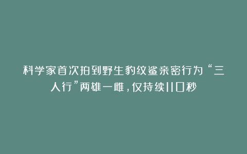 科学家首次拍到野生豹纹鲨亲密行为：“三人行”两雄一雌，仅持续110秒
