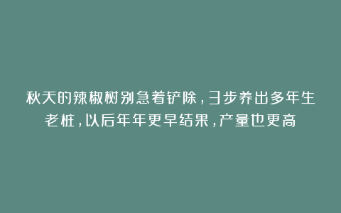 秋天的辣椒树别急着铲除，3步养出多年生老桩，以后年年更早结果，产量也更高！